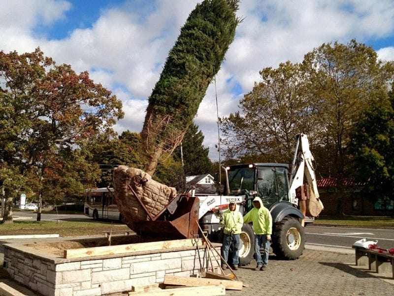 Islip Terrace Christmas tree