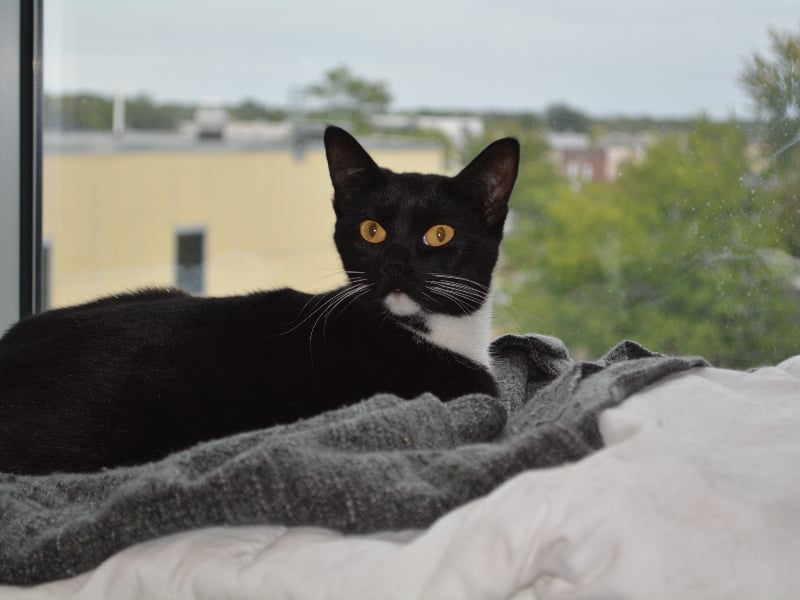 Erick Mercer's cat, Luna.