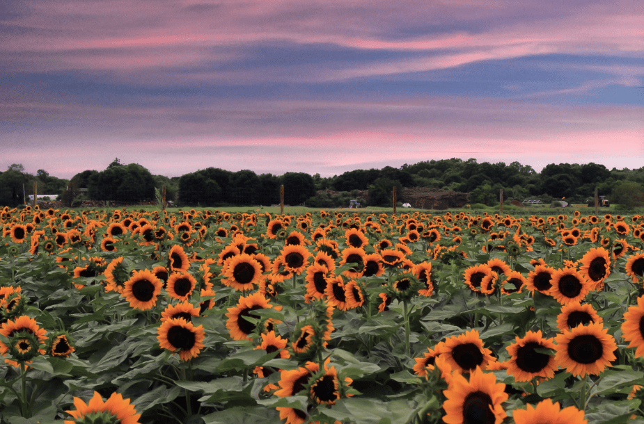 Sunflower Festival