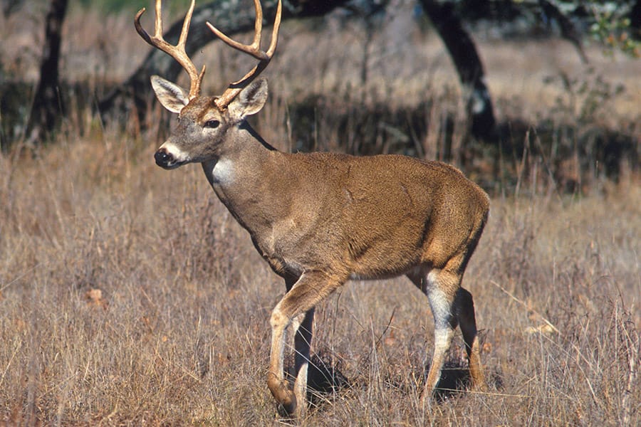 White tailed deer