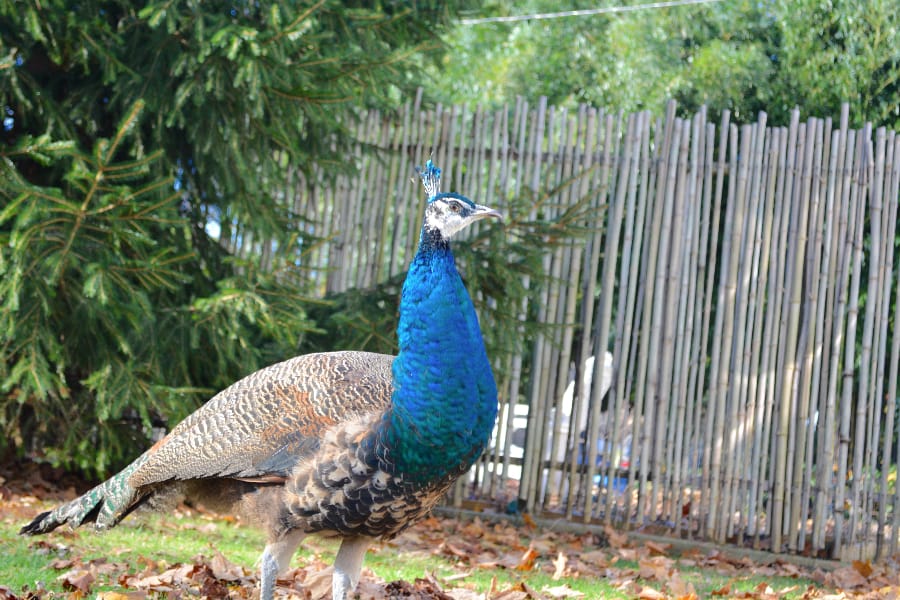 The neighbors aren't yet sure if the chick is male or female. (Michael White)