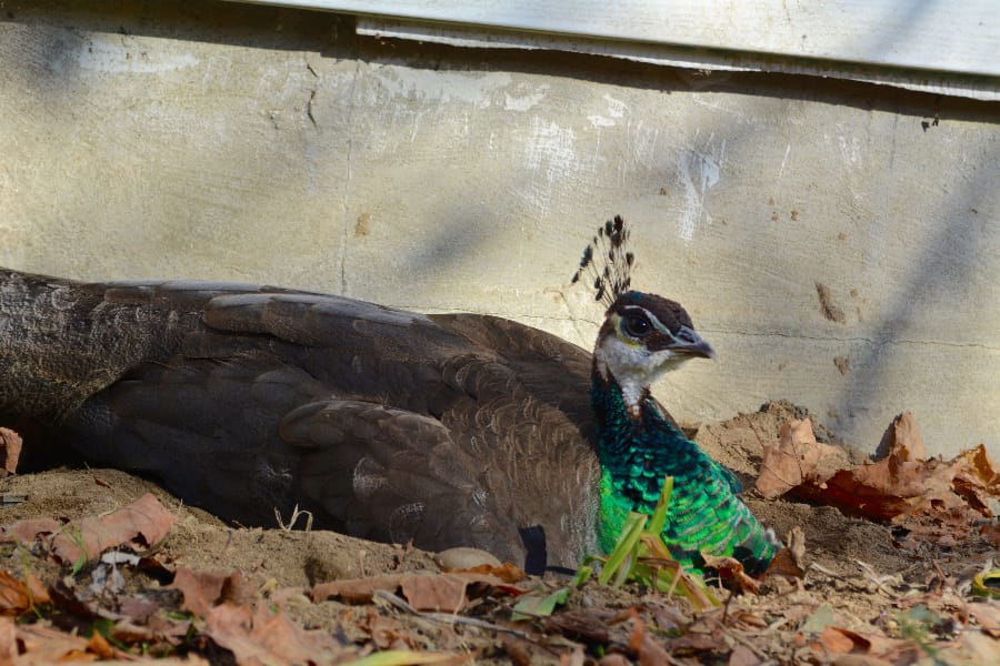 The peahen resting alongside a foundation. 