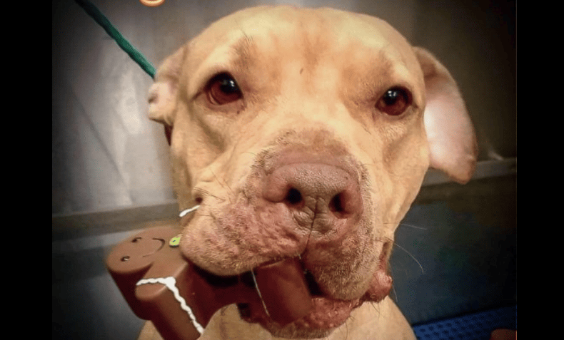 Babylon Animal Shelter