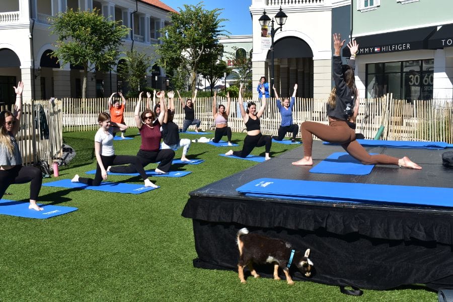 Instructor Cheryl DelloRusso directs the class into a high lunge pose, with Howie, the 3-month-old goat, standing to the side of the stage. (Credit: Matt Tisdell)