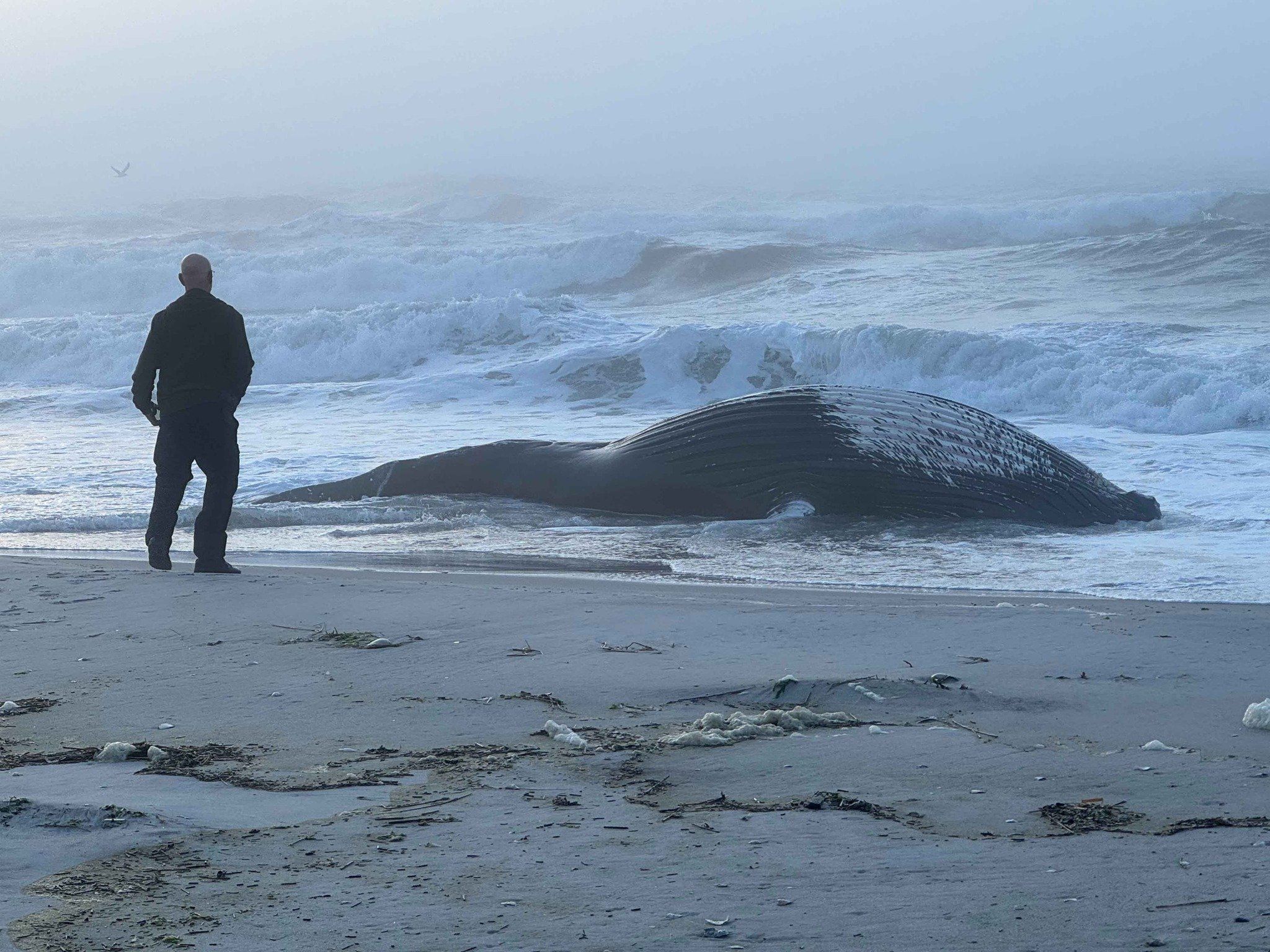 Man standing on beach near beached whale.