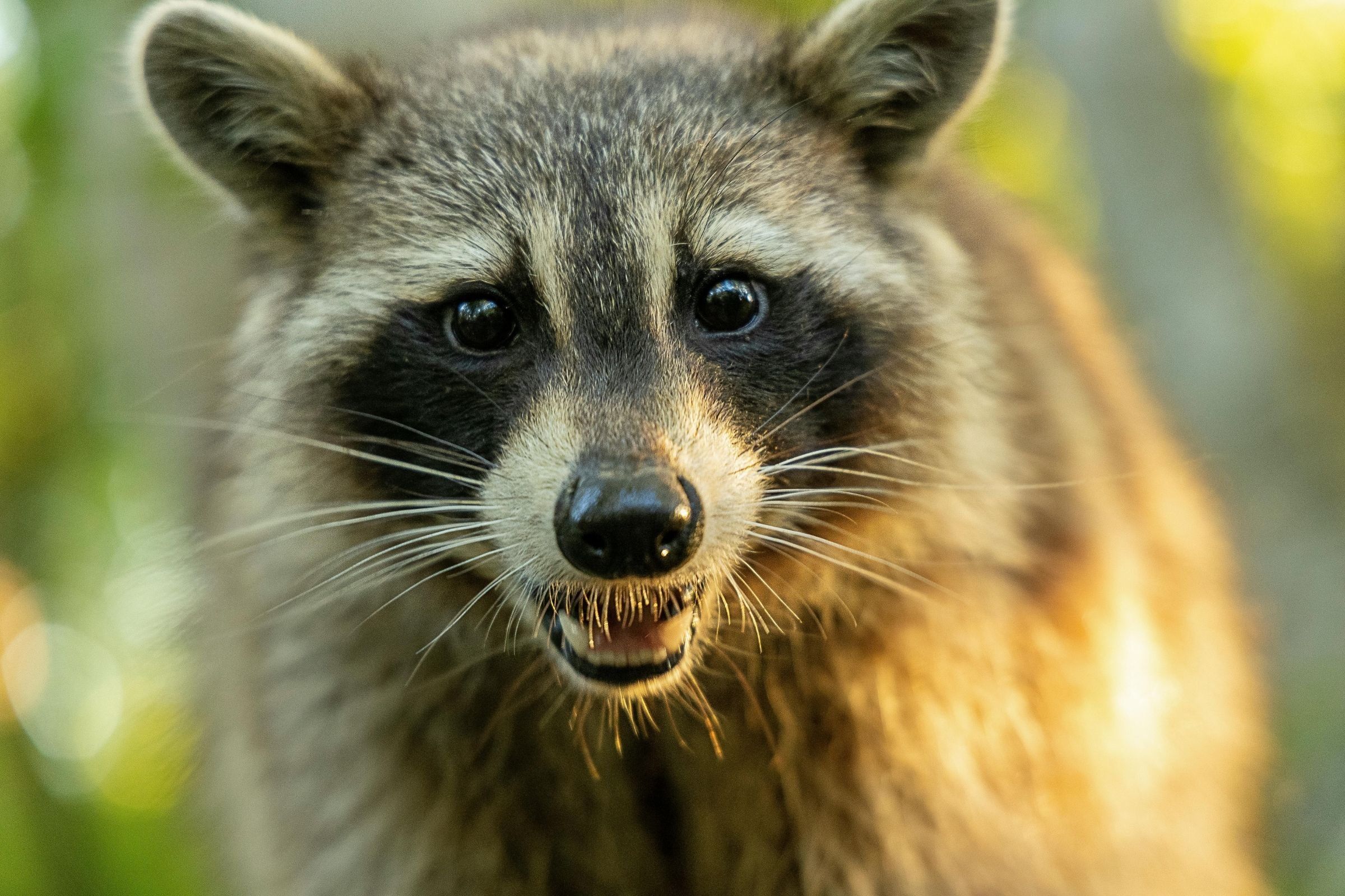 A close-up shot of a raccoon.