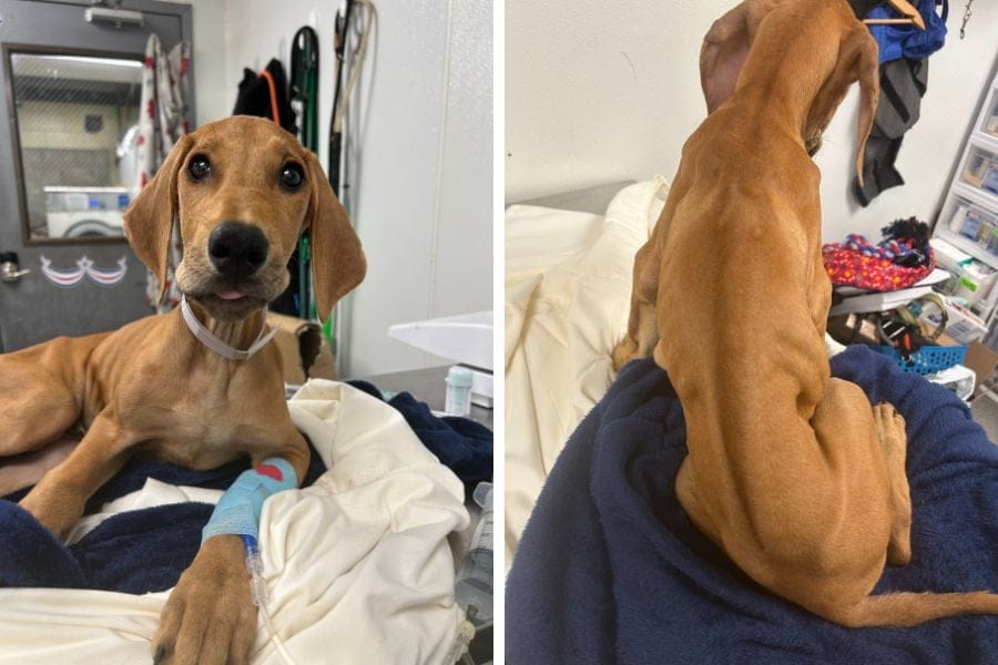 Rhodesian Ridgeback found starving in Mastic.
