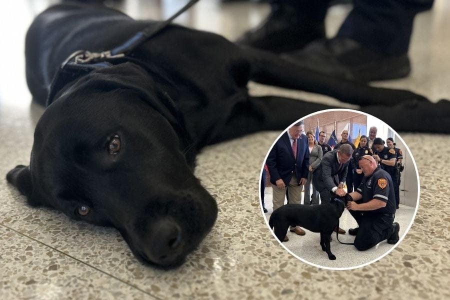 Hamilton the black Labrador received his Suffolk Police badge from Commissioner Kevin Catalina during a press conference in Hauppauge.