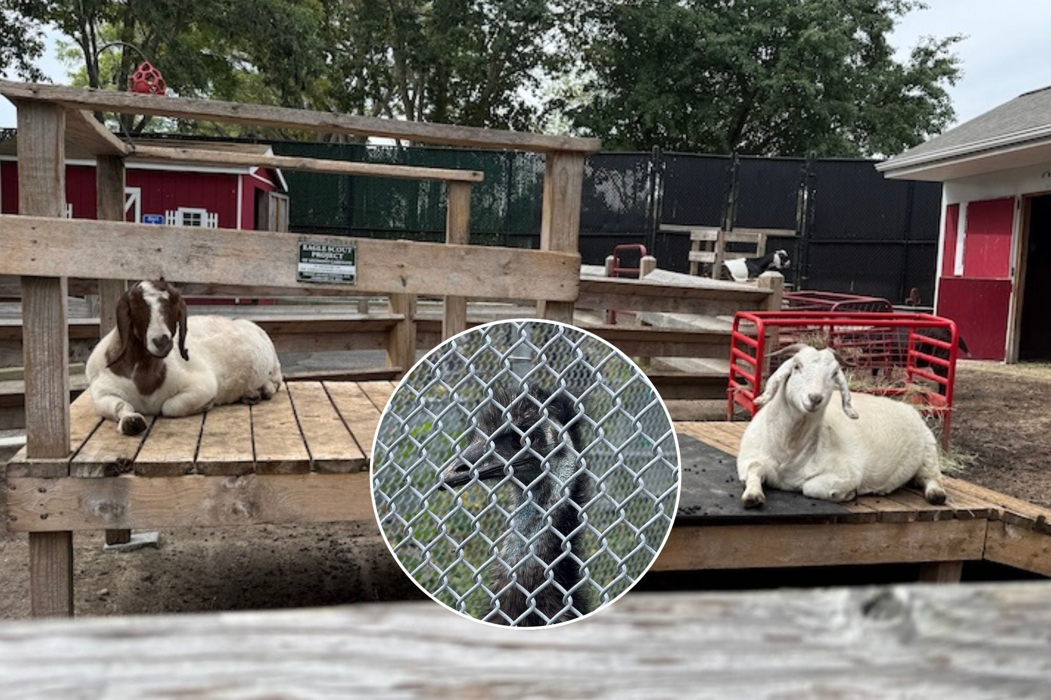 Animals in their enclosure at the Holtsville Zoo, which the Town of Brookhaven plans to shut down.