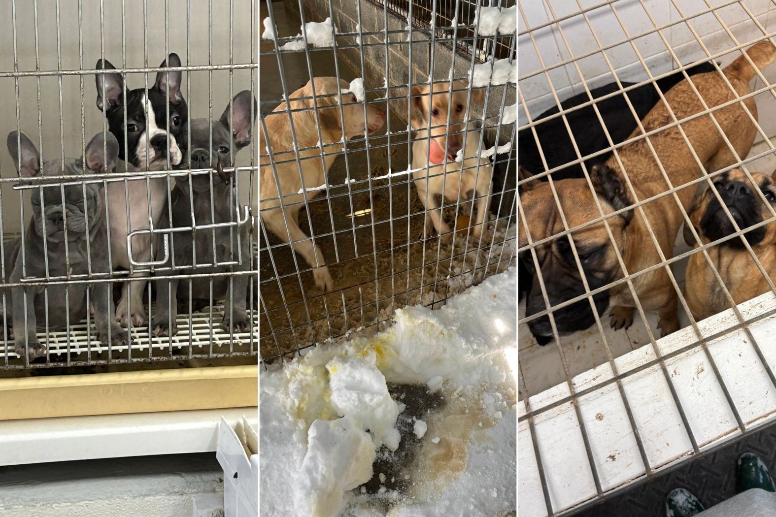 Dogs rescued from alleged neglect at Manorville breeder facility.