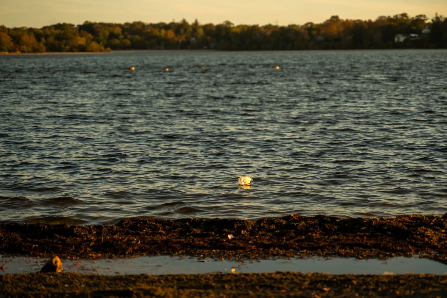 Lake Ronkonkoma shoreline, quiet.