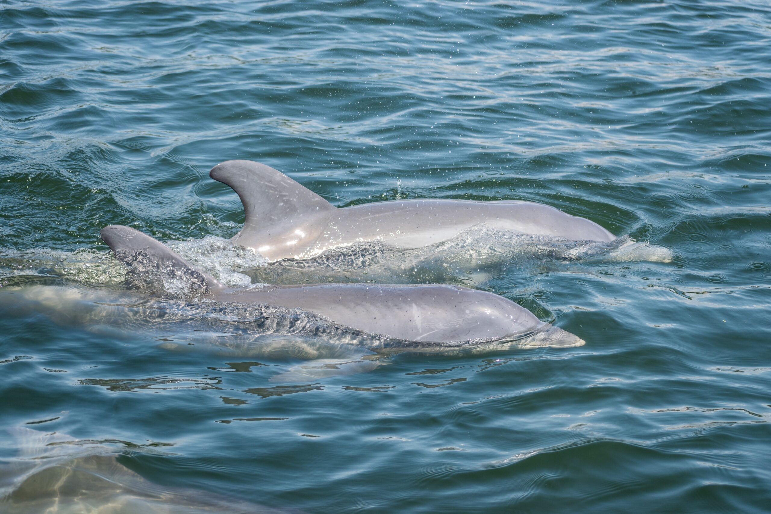 Bottlenose dolphins swimming in the ocean.