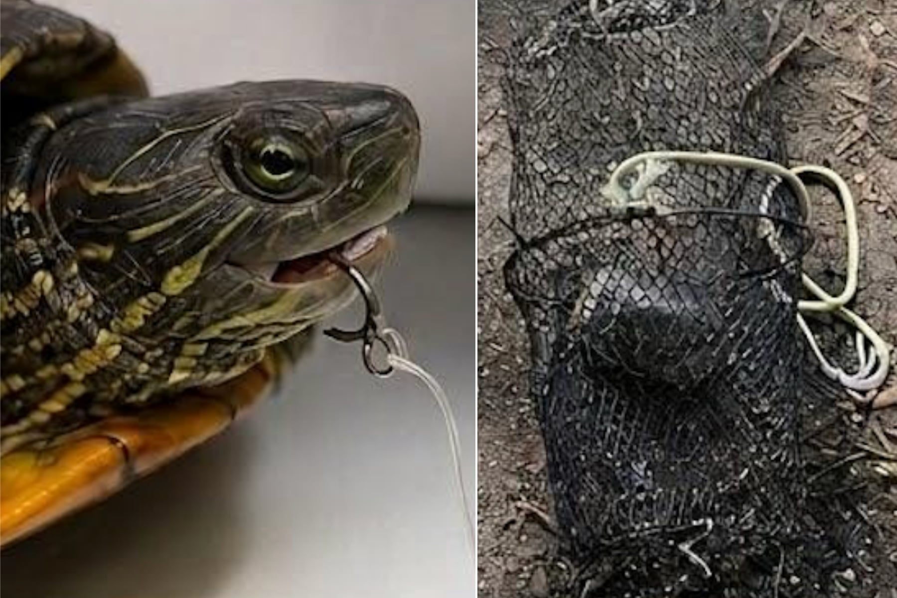 Turtle was found brutlly abused in Deer Park, survived.