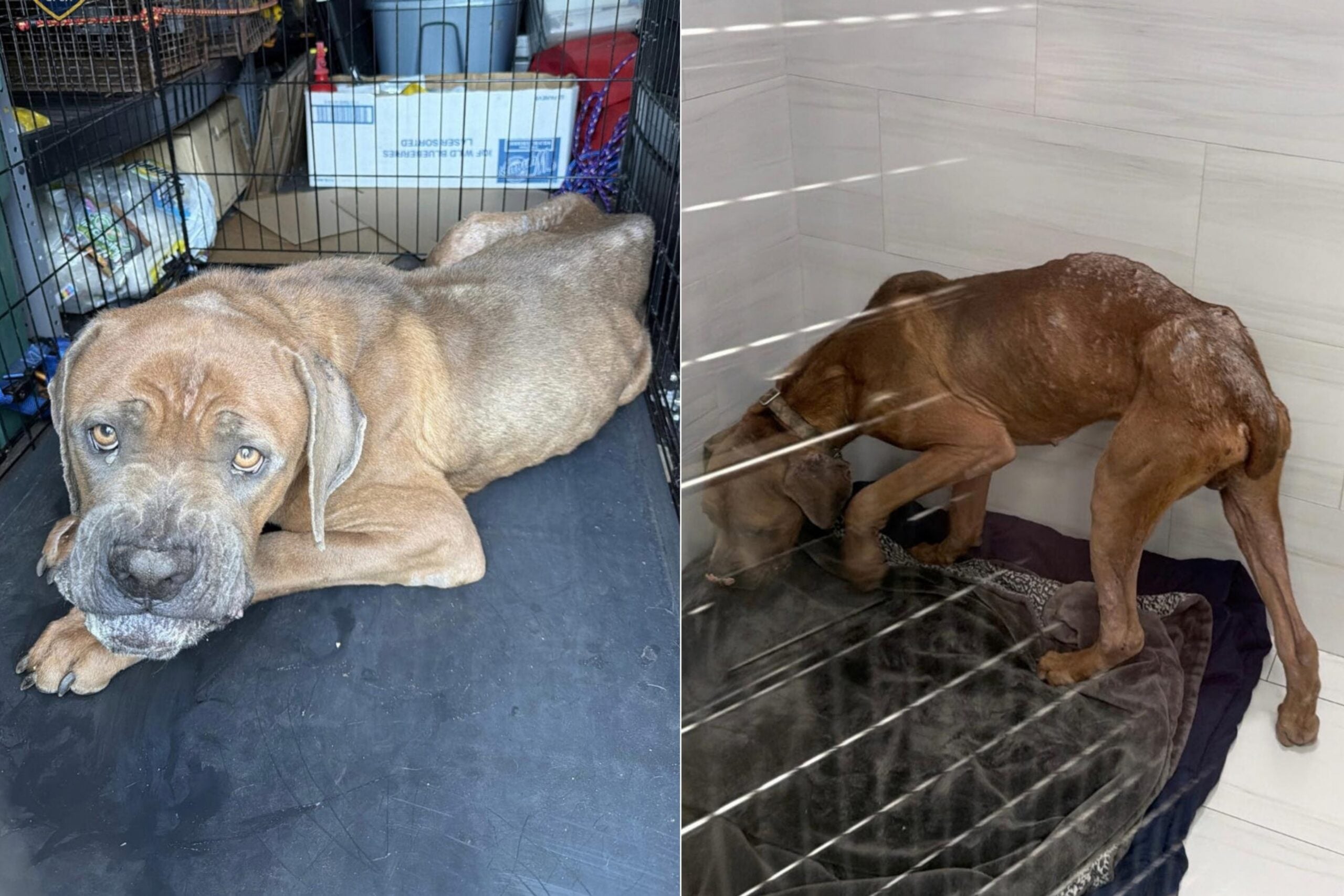 Apollo, the neglected and abused dog.