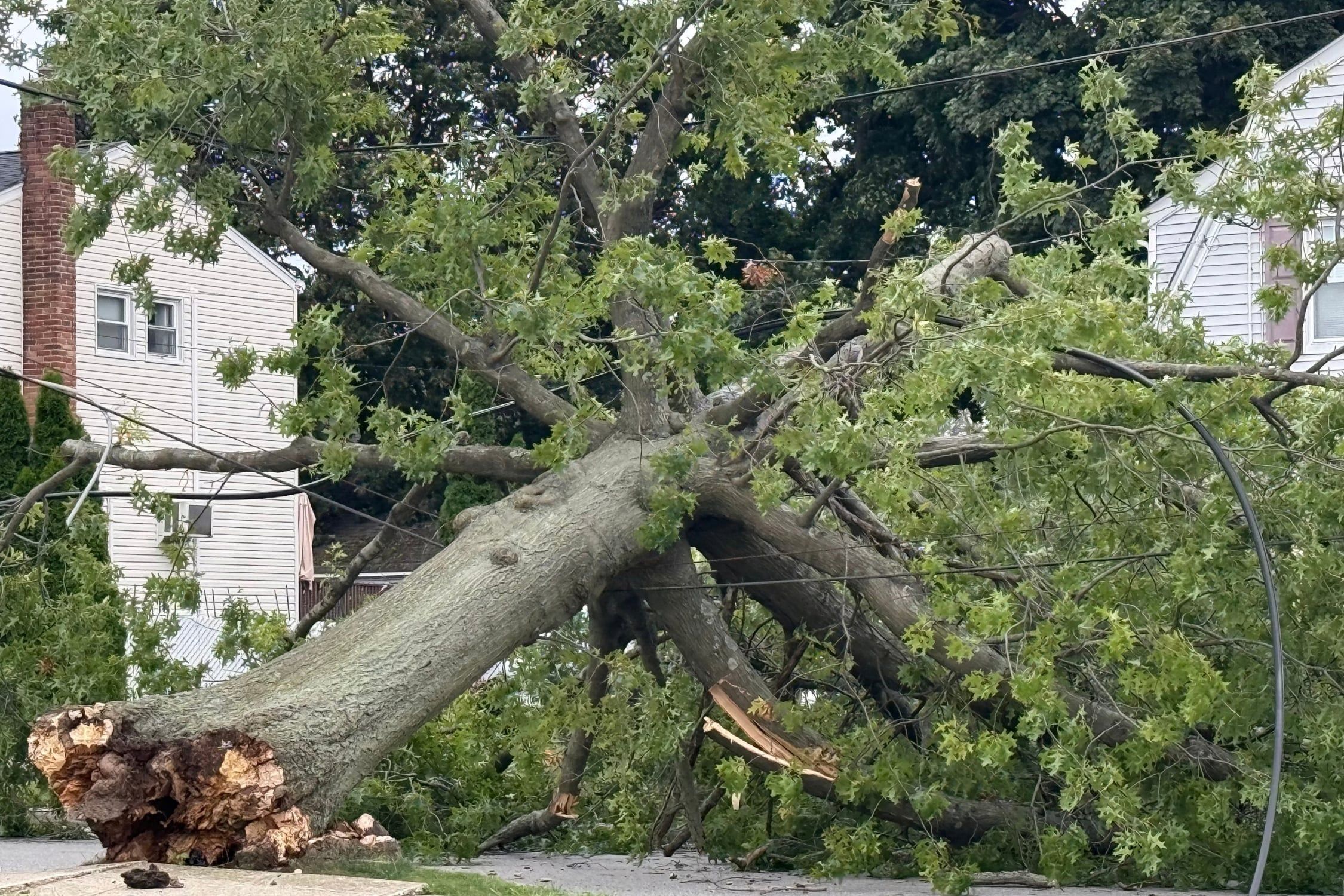 Nor'easter winds took down this big tree.
