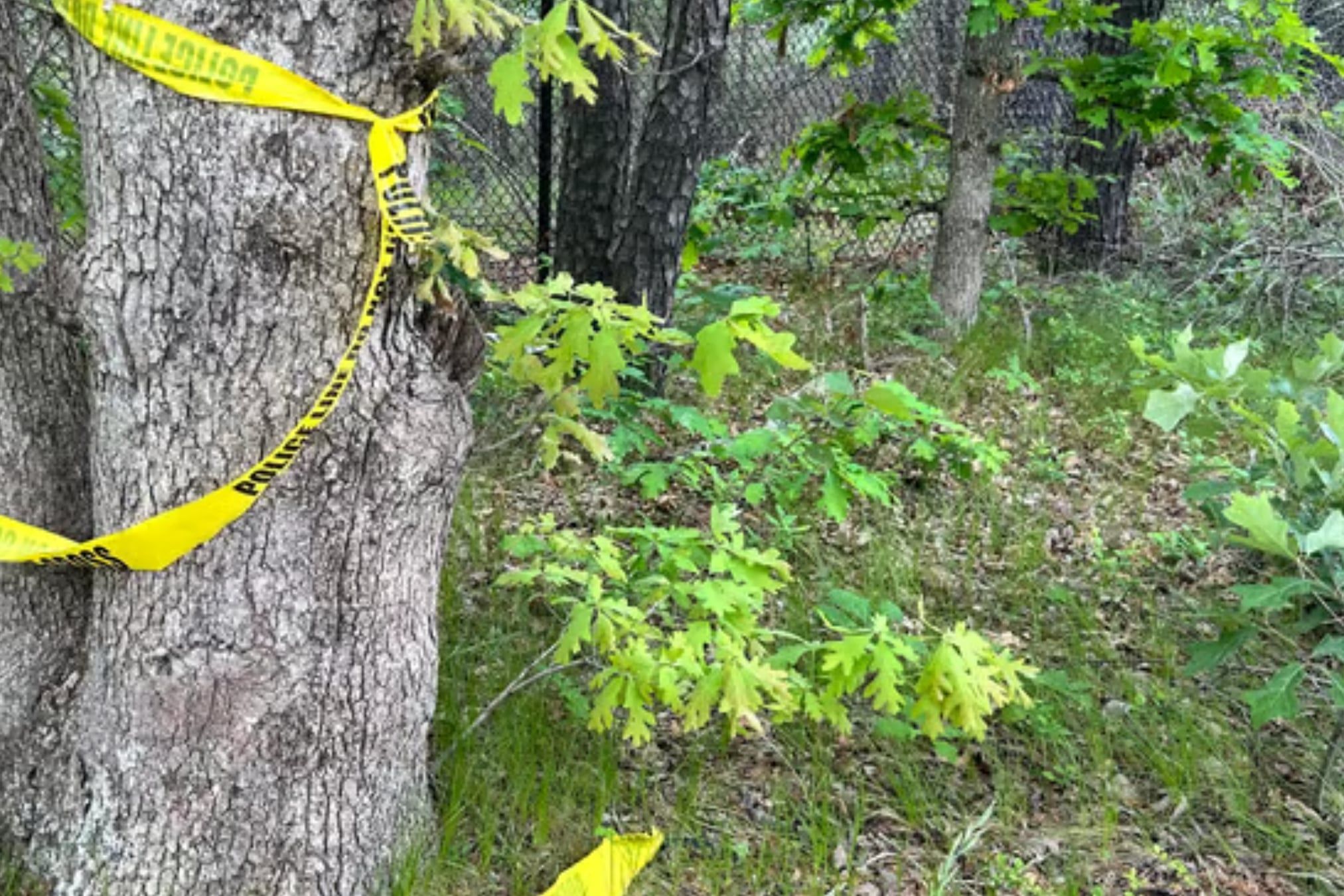 Stock photo of tree and police tape for illustration of sinkhold story.