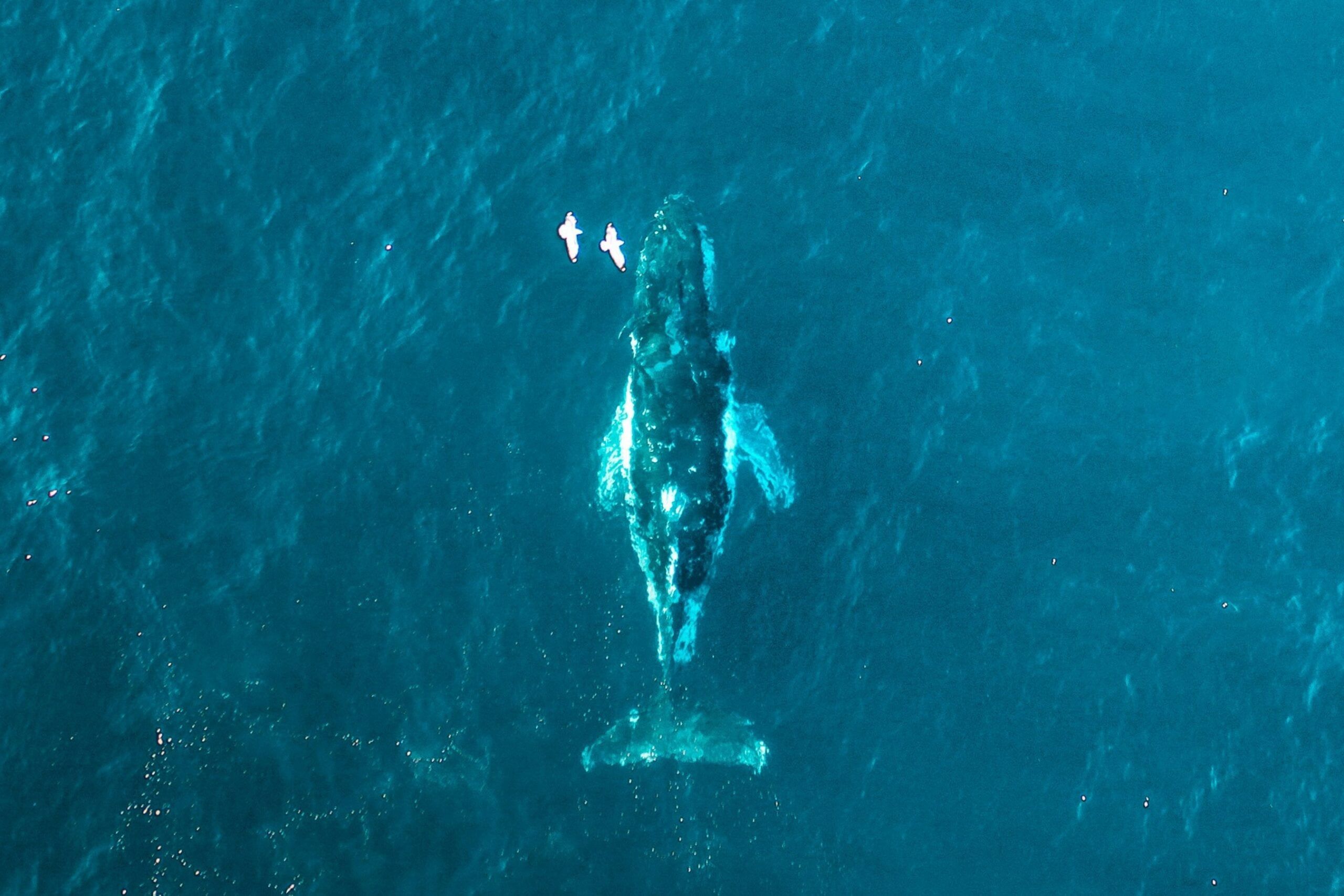 Drone photo of a whale swimming.