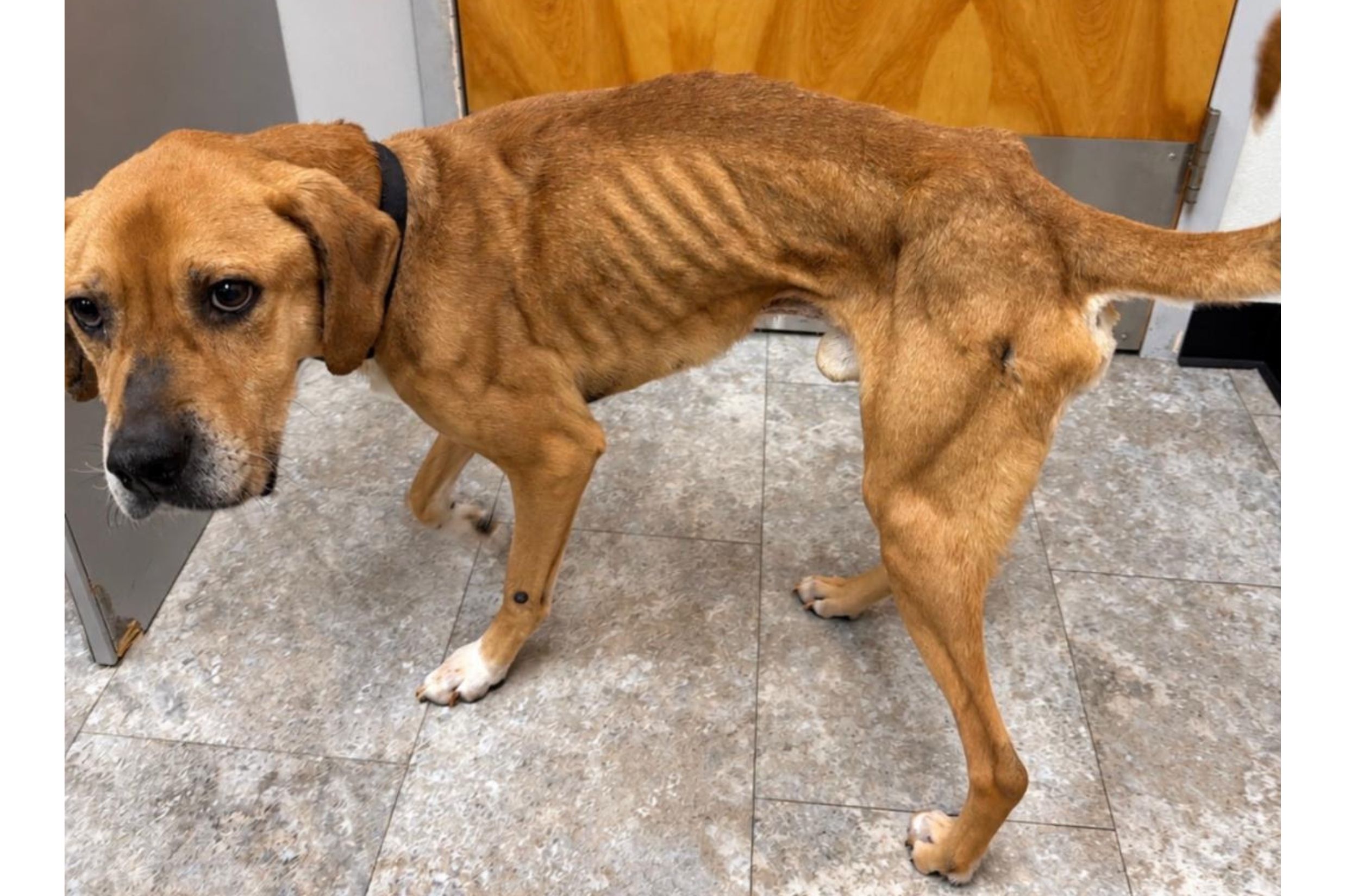 The starving dog with ribs showing