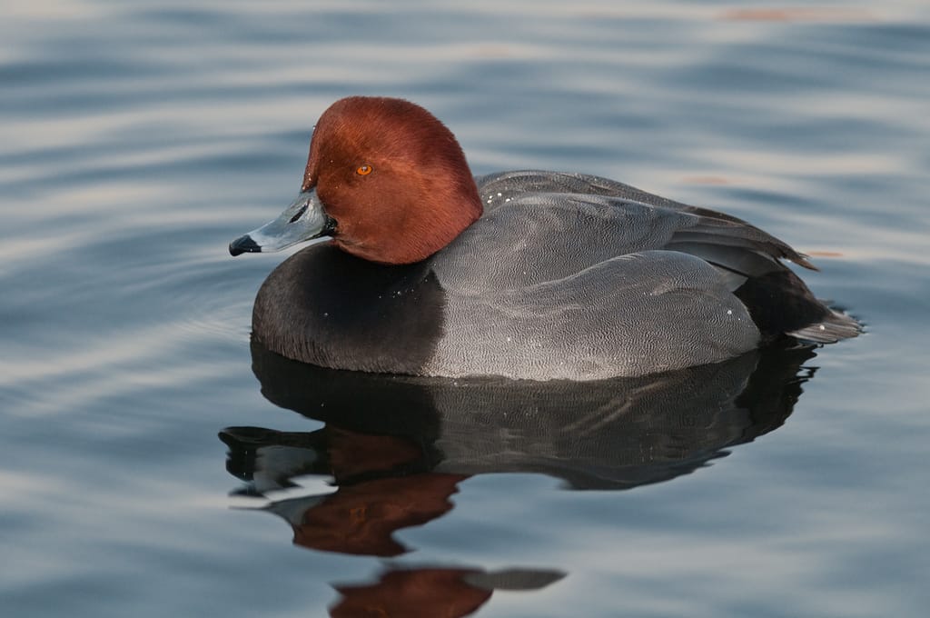Redhead (male), Aythya americana