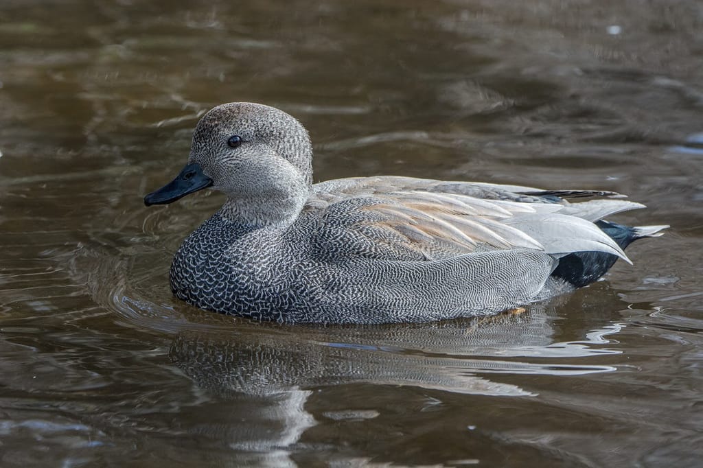 Harlequin Duck (male), Histrionicus histrionicus