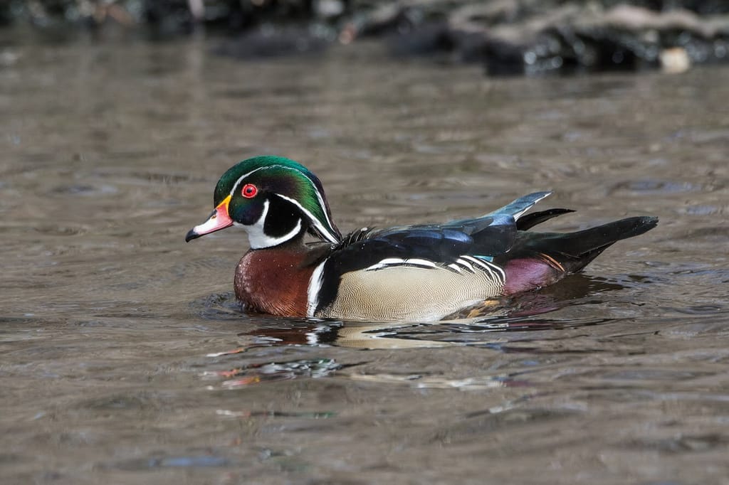 Harlequin Duck (male), Histrionicus histrionicus