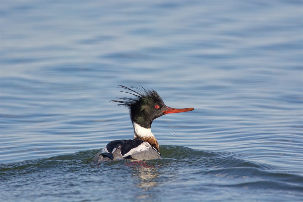 Red-breasted Merganser (male), Mergus serrator