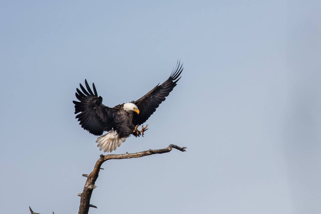 12986545_10153415883922051_1561048017_o