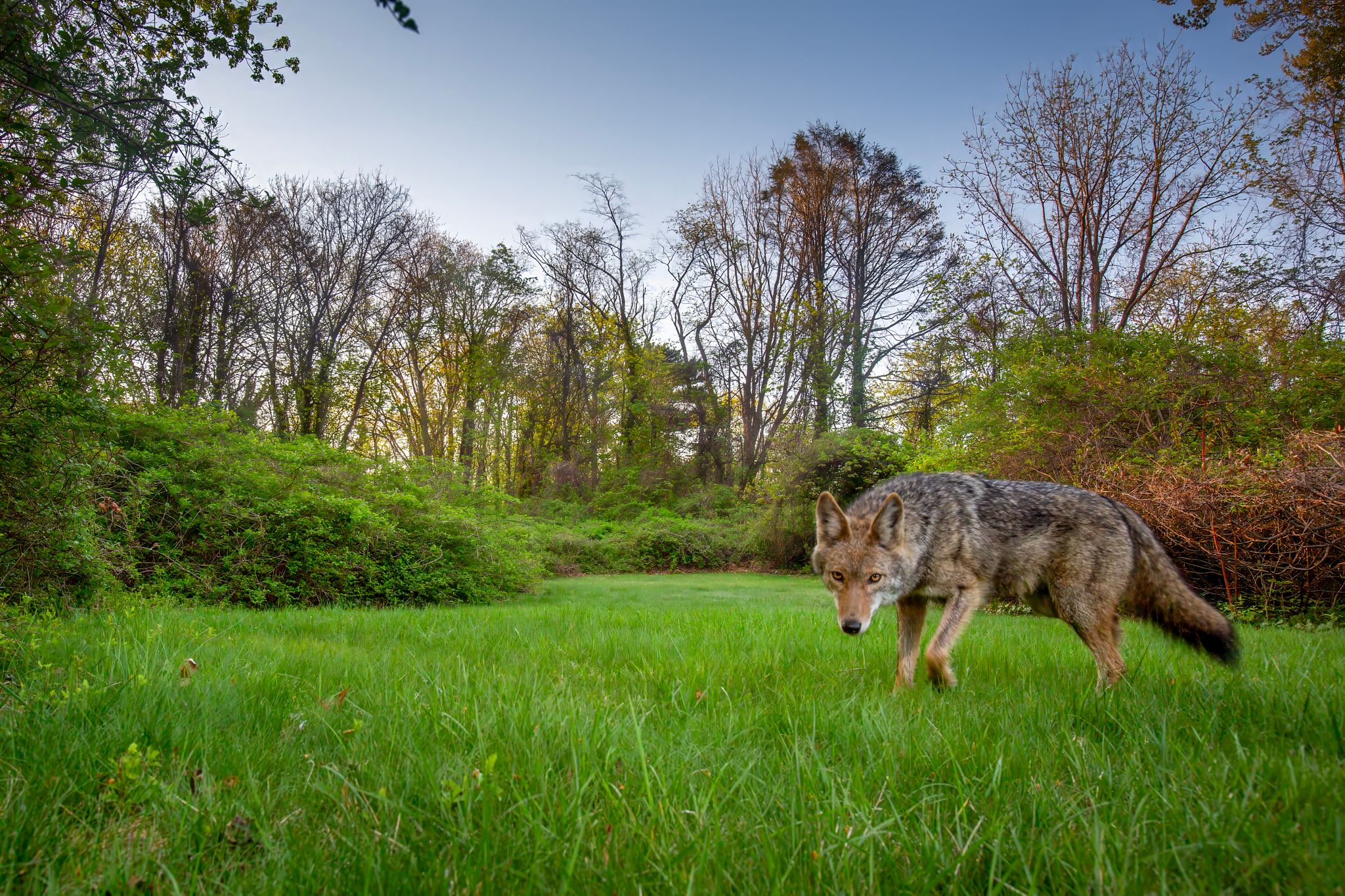 An Eastern Coyote photographed on Long Island by K C Bailey. All rights reserved. (Do not republish.)