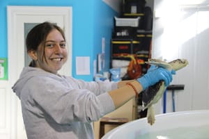 Long Island sea turtles