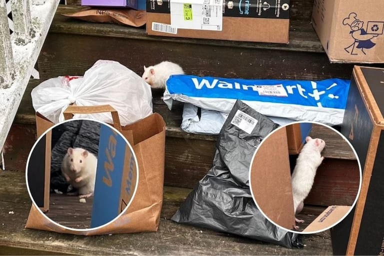 White rats rescue in play in Rocky Point.