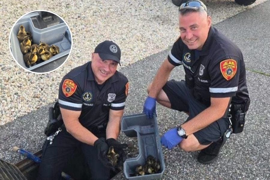 Cops and ducklings