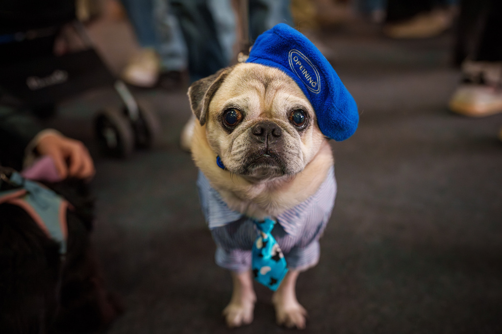 Dressing pets for Halloween? Pet Health Digest vet issues warning