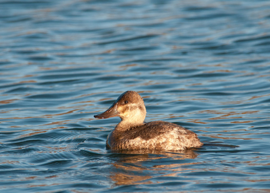 Gadwall (male), Anas strepera