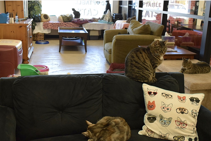 All about 'A Kitten Kadoodle,' Selden’s new cat café