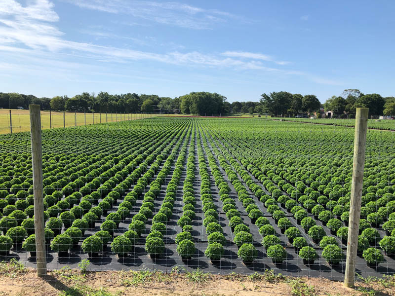 15 photos Sunflower festival kicks off at Waterdrinker farm Page 2