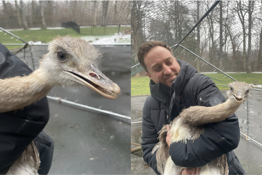 An ostrich among more than 100 animals seized from Long Island house