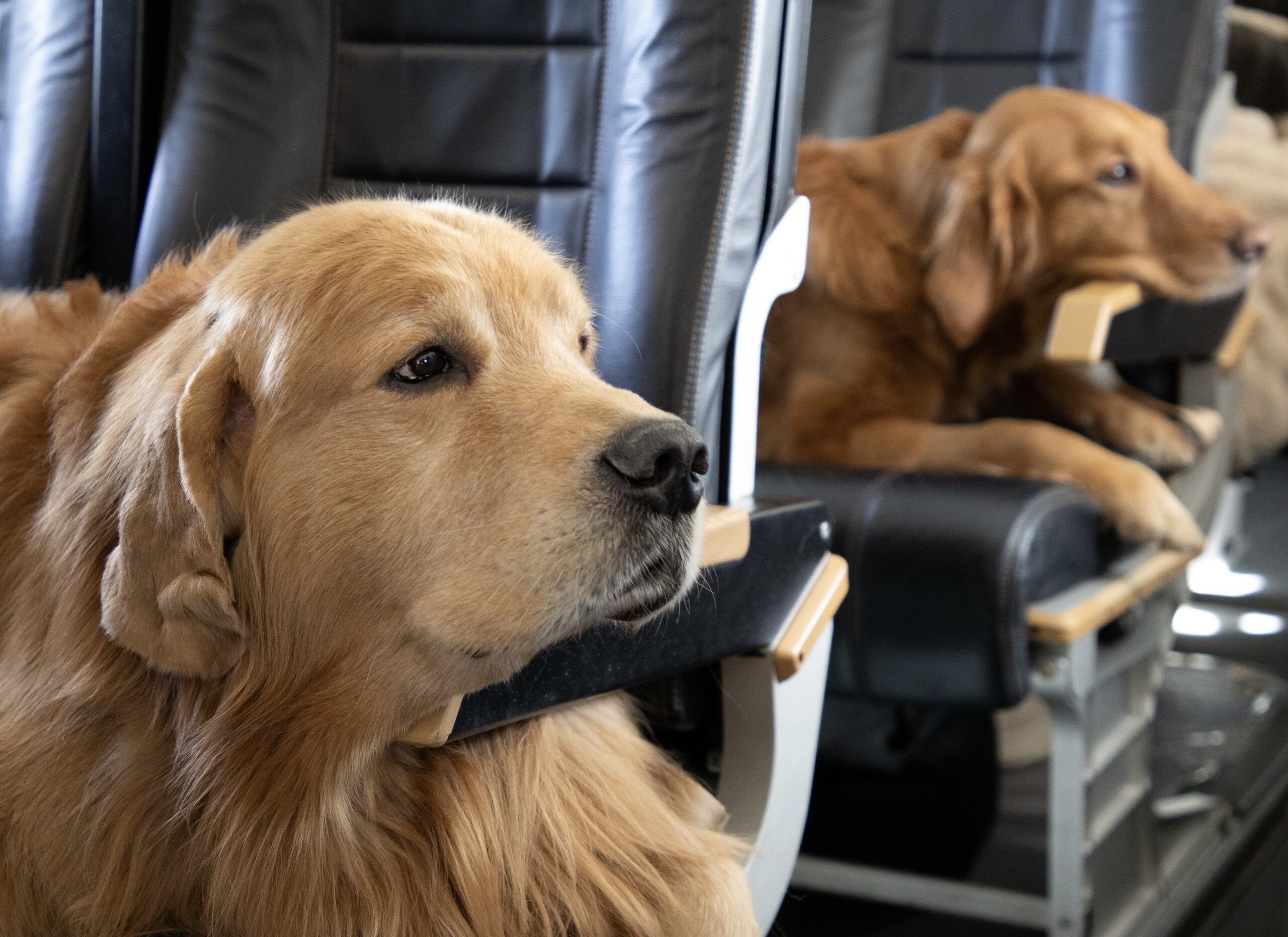 Who let the dogs fly? MacArthur Airport lands a pet-first airline