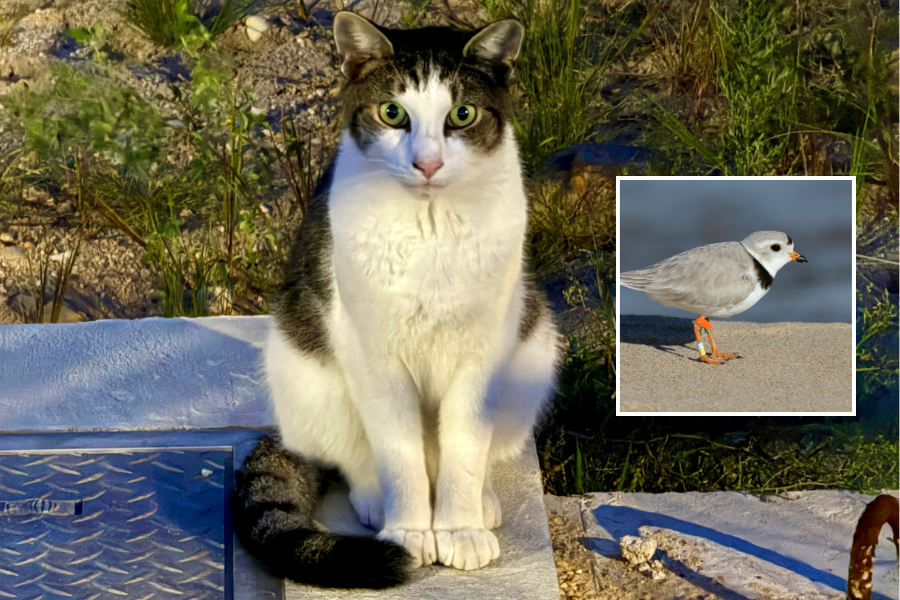 Feral cats surging on Fire Island as piping plovers face growing risks
