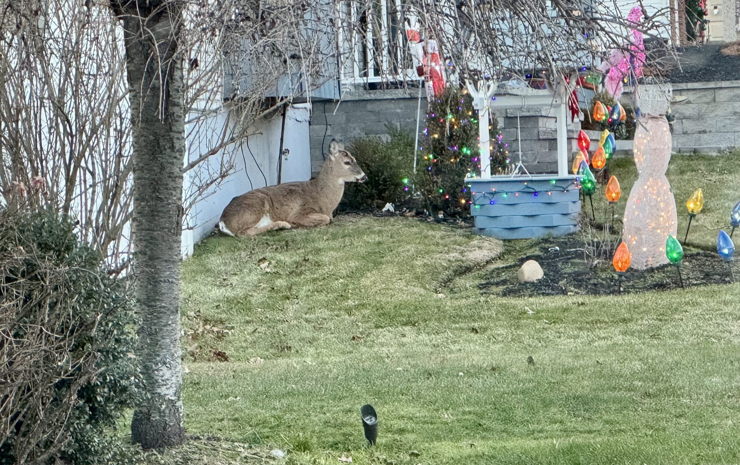 Deranged-deer-in-Lake-