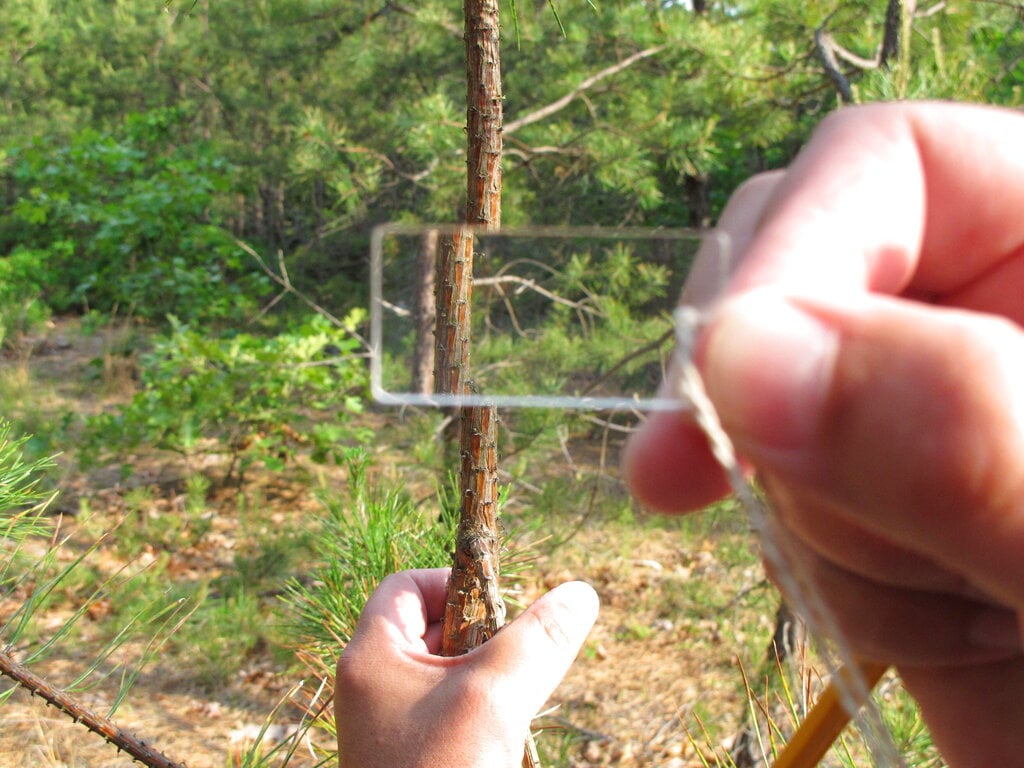 A decade of the Southern Pine Beetle leaves Pine Barrens primed for fire