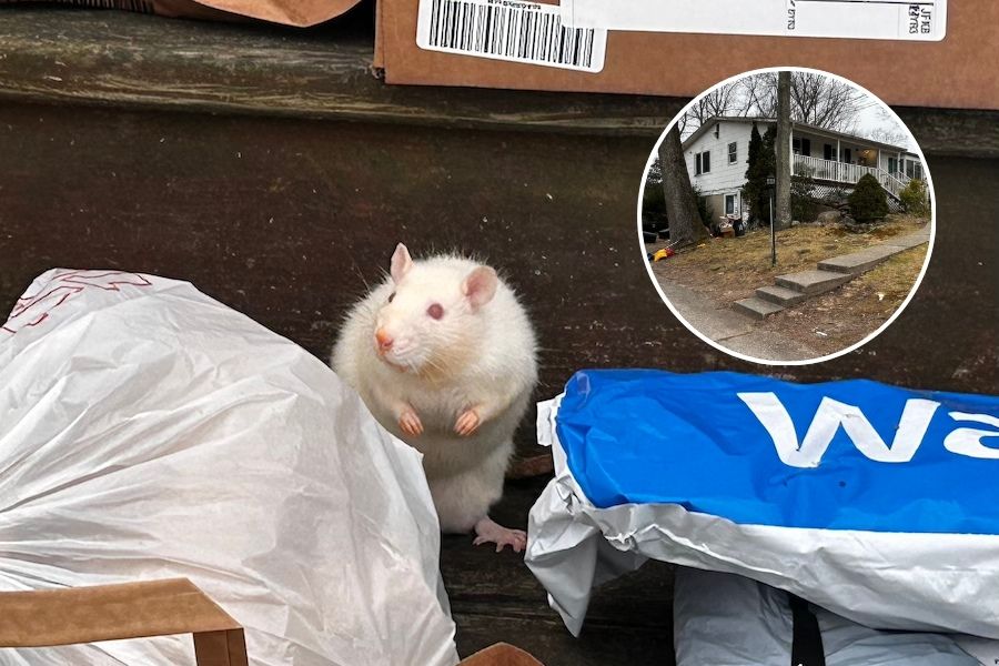 Rocky Ridge Ratties Rocky Point rat house: woman with hundreds of rodents in home charged
