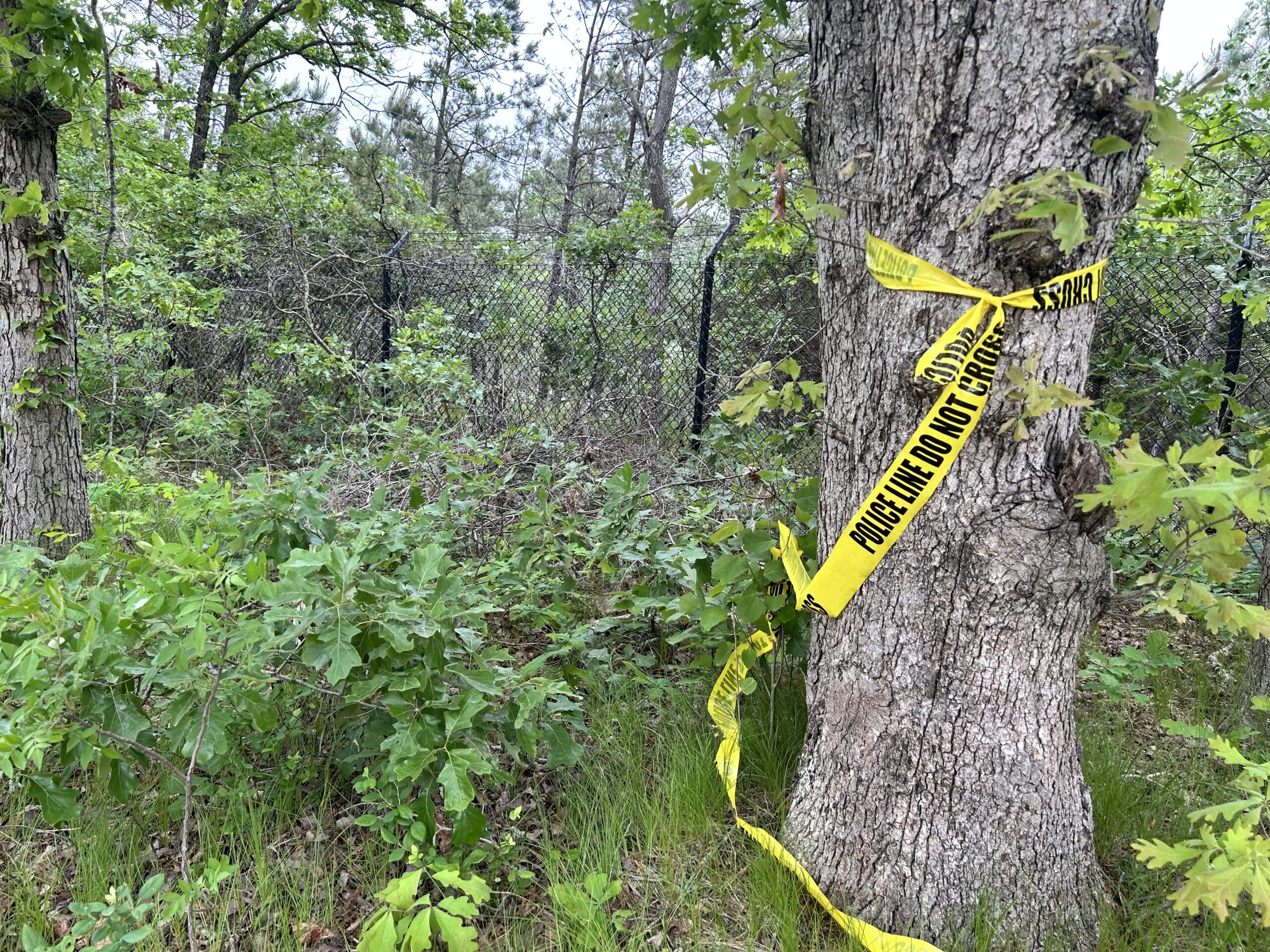Landscaper electrocuted while cutting down tree in Bellmore