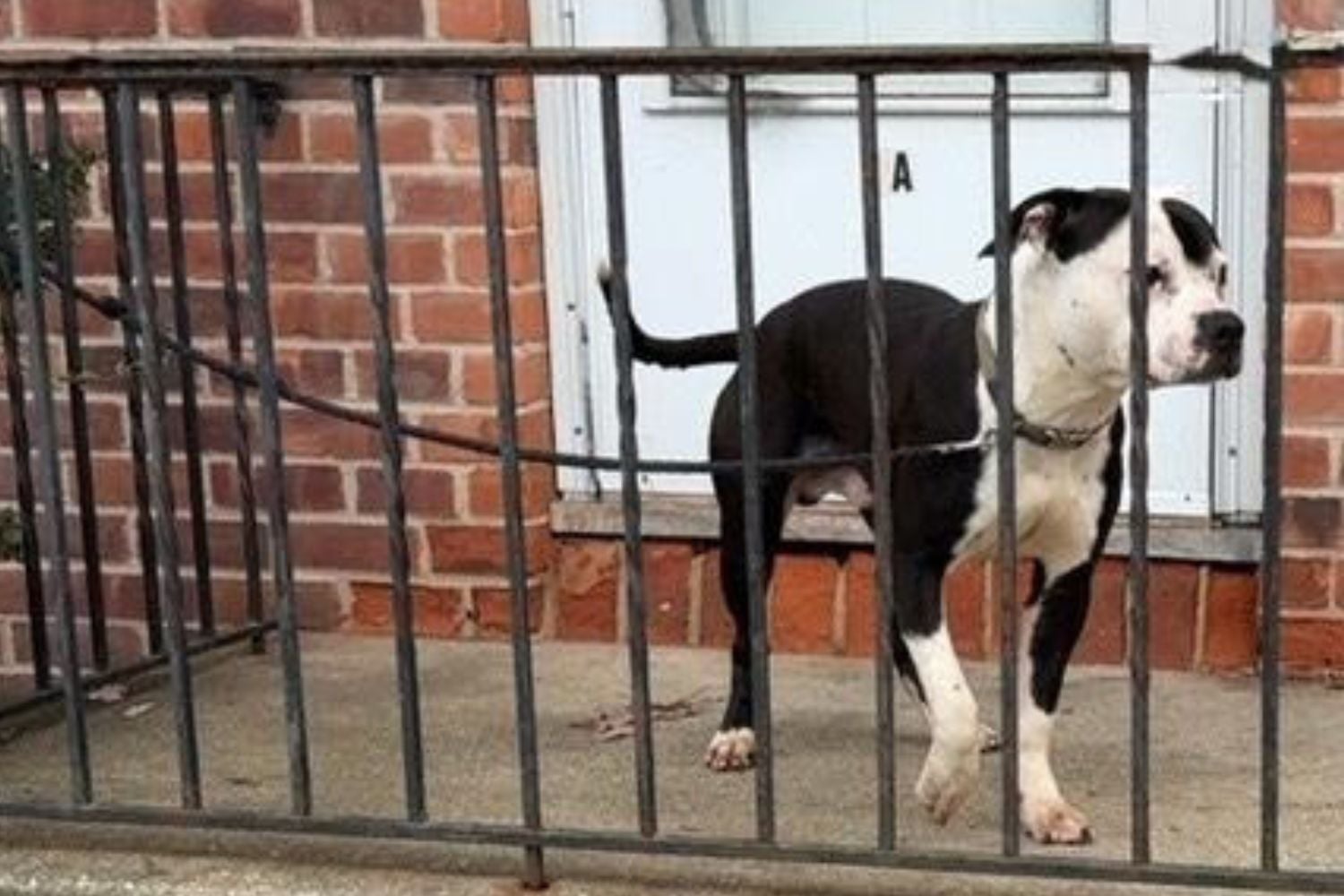Bay Shore man charged with beating pit bull pup, tethering him with short leash